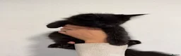 Maine Coon cats for sale: 4 beautiful and playful Maine Coon kittens - Advert 16