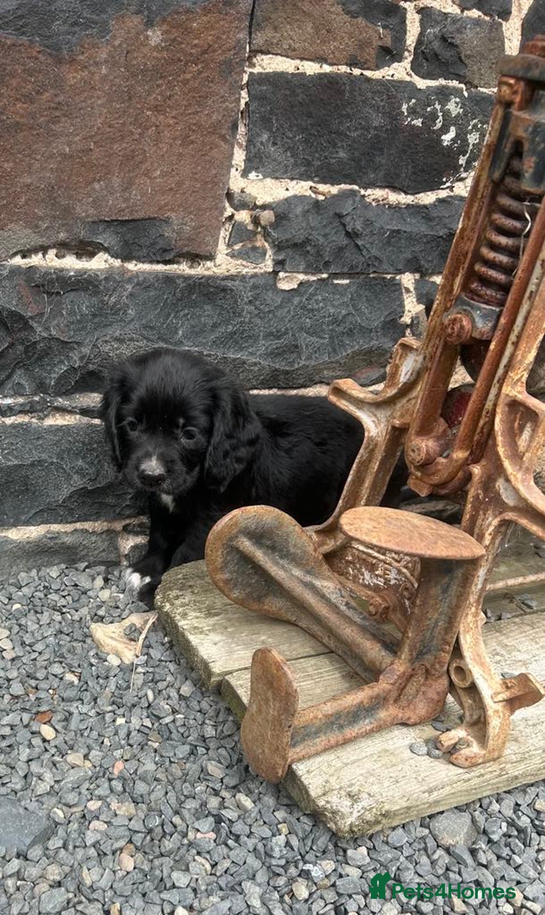 Cocker Spaniel dogs for sale: Stunning KC Reg Working Cocker Spaniels Pups  - Image 4