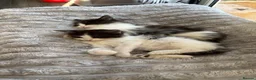 Mixed Breed cats for sale: 2 BLACK AND WHITE MALE DLH READY NOW - Advert 8