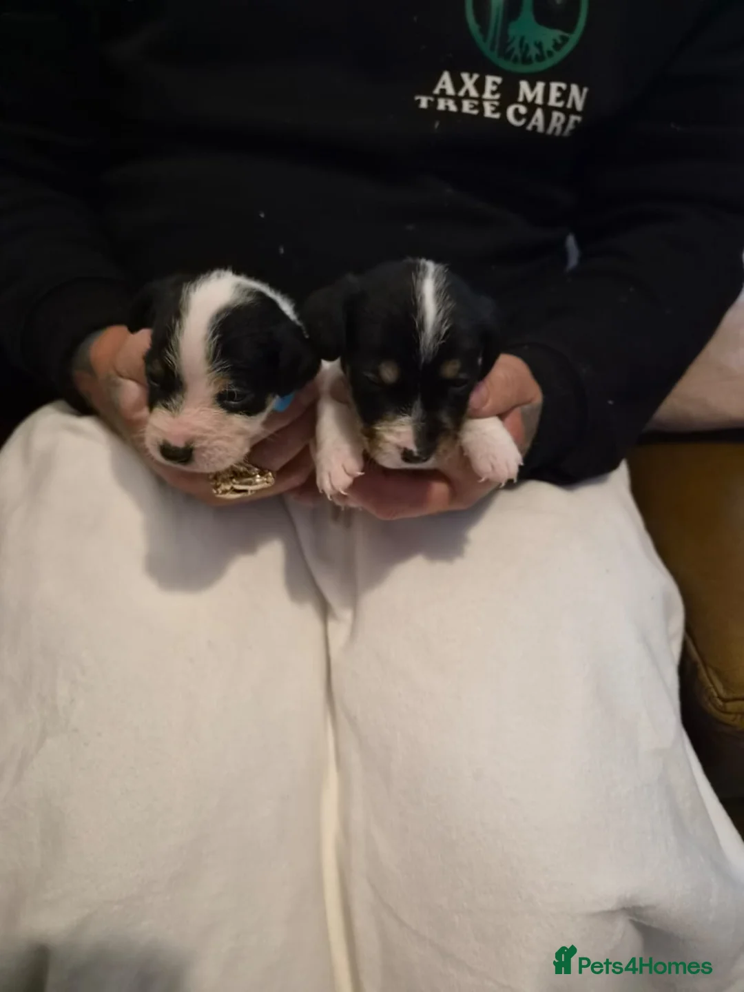 Parson Russell dogs for sale: Parson russell pups  - Advert 2