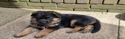 German Shepherd dogs for sale: Beautiful German shepherd puppies 1 left - Advert 30
