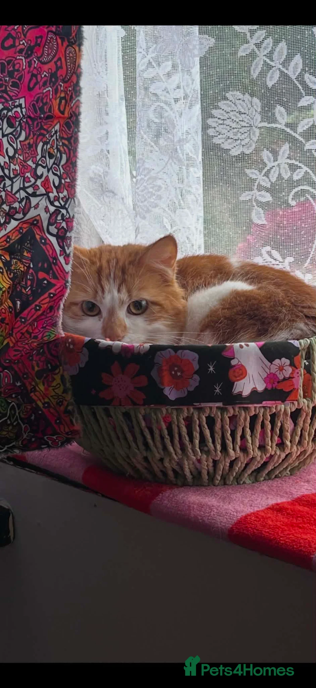 British Longhair cats for sale: 1 and half year old British Longhair in Bolton - Advert 2