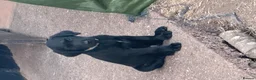 Mixed Breed dogs for sale: Black Labrador puppies - Devon - Advert 3