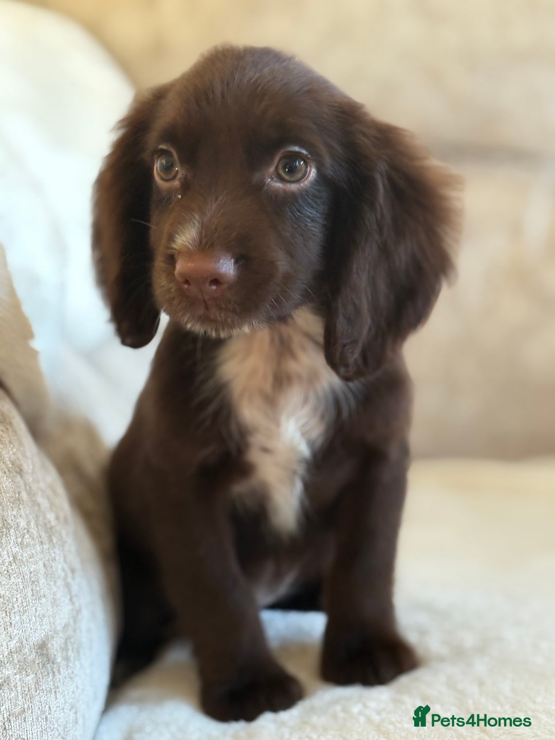 Cocker Spaniel dogs for sale: Stunning cocker spaniel puppies  - Advert 7
