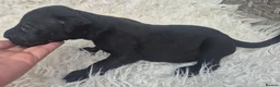 Presa Canario dogs for sale: Presa Canario Puppies ♥️ - Advert 11