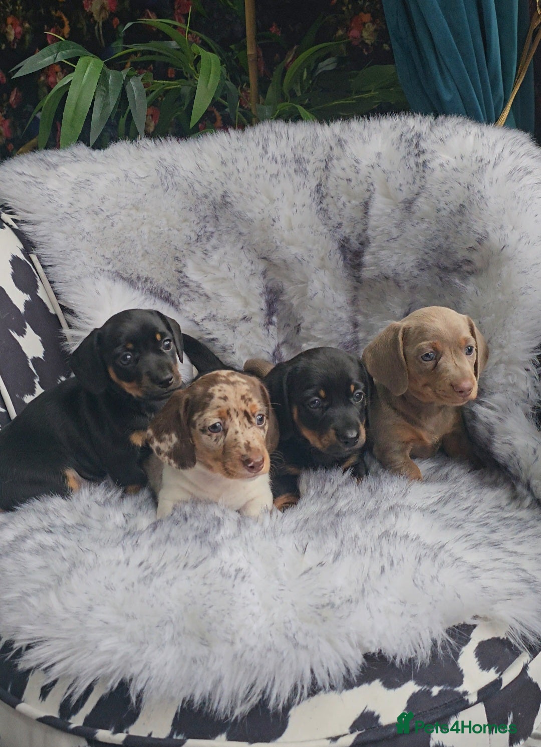 Miniature Dachshund dogs for sale: Miniature Smooth Dachshund Puppies  - Image 16