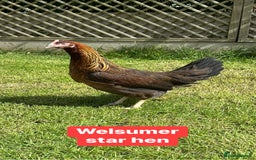 Chickens poultry for sale: Coloured hybrid hens at pol - Image 15