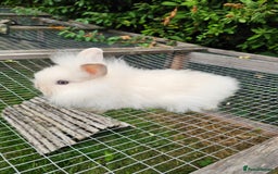 Lionhead rabbits for sale: 3 Beautiful Lion Head Babies - Image 5