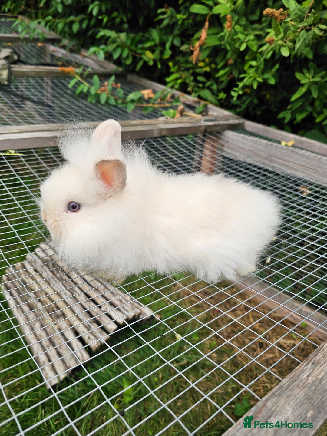 Lionhead rabbits for sale: 3 Beautiful Lion Head Babies - Image 5