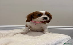 Cavalier King Charles Spaniel dogs for sale: Extensively health tested parent cavalier puppy’s  - Image 16