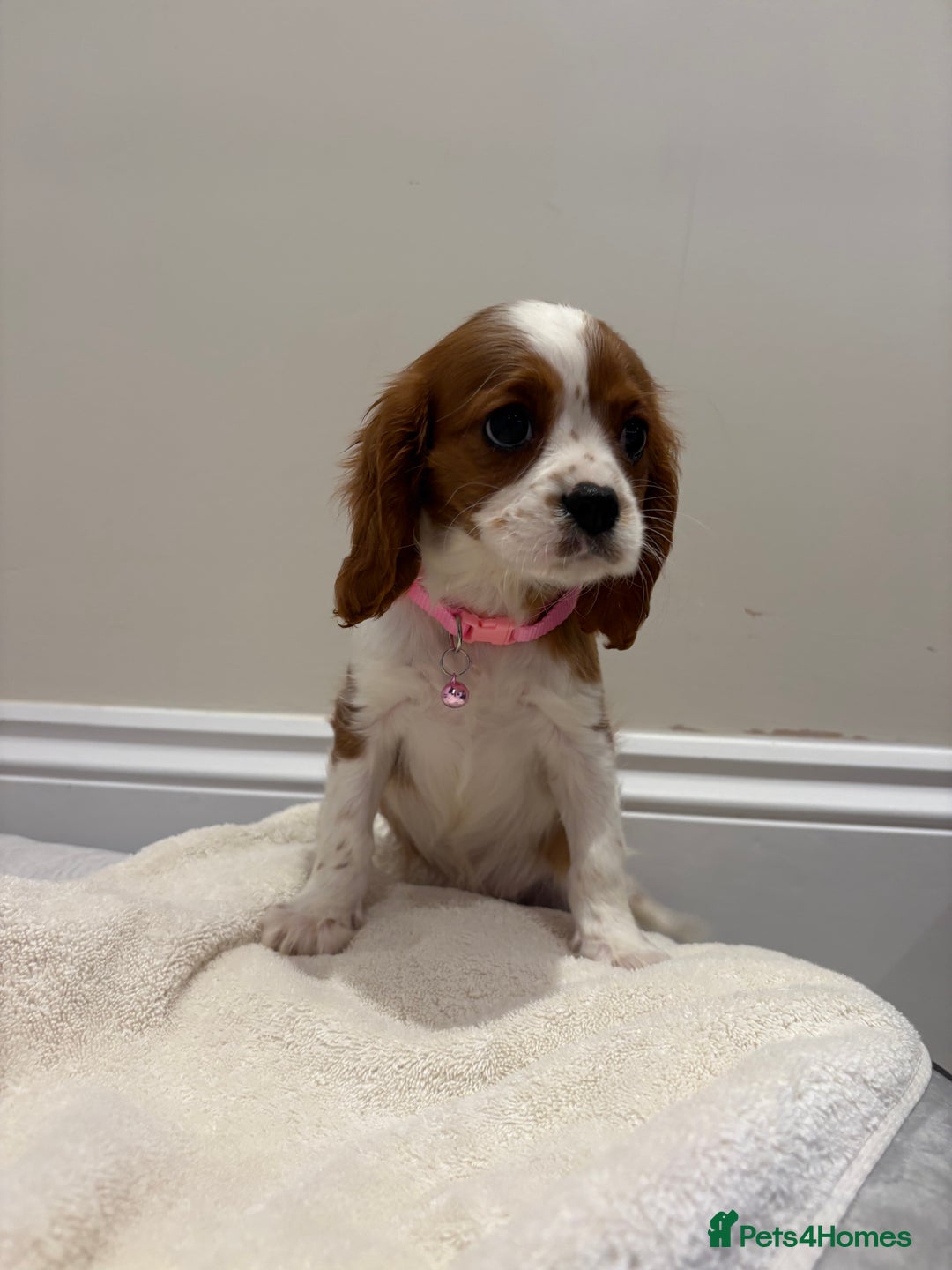 Cavalier King Charles Spaniel dogs for sale: Extensively health tested parent cavalier puppy’s  - Image 16