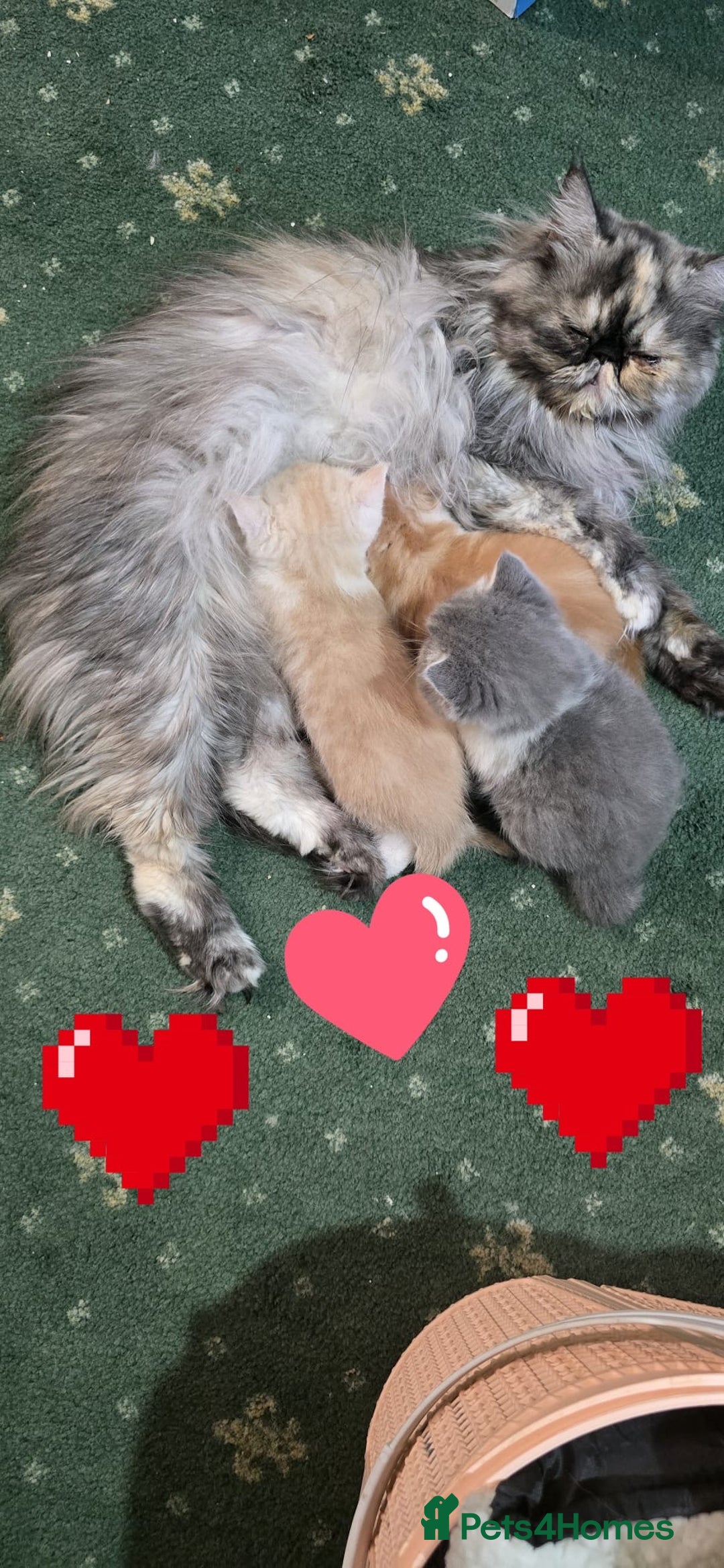 Persian cats for sale: Two beautiful MALE kittens 🐈‍⬛ 🐈‍⬛  - Image 1