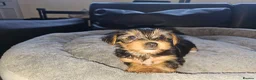 Yorkshire Terrier dogs for sale: 🐶 💖Pedigree Yorkshire Terrier Puppies💖 🐶 - Advert 18