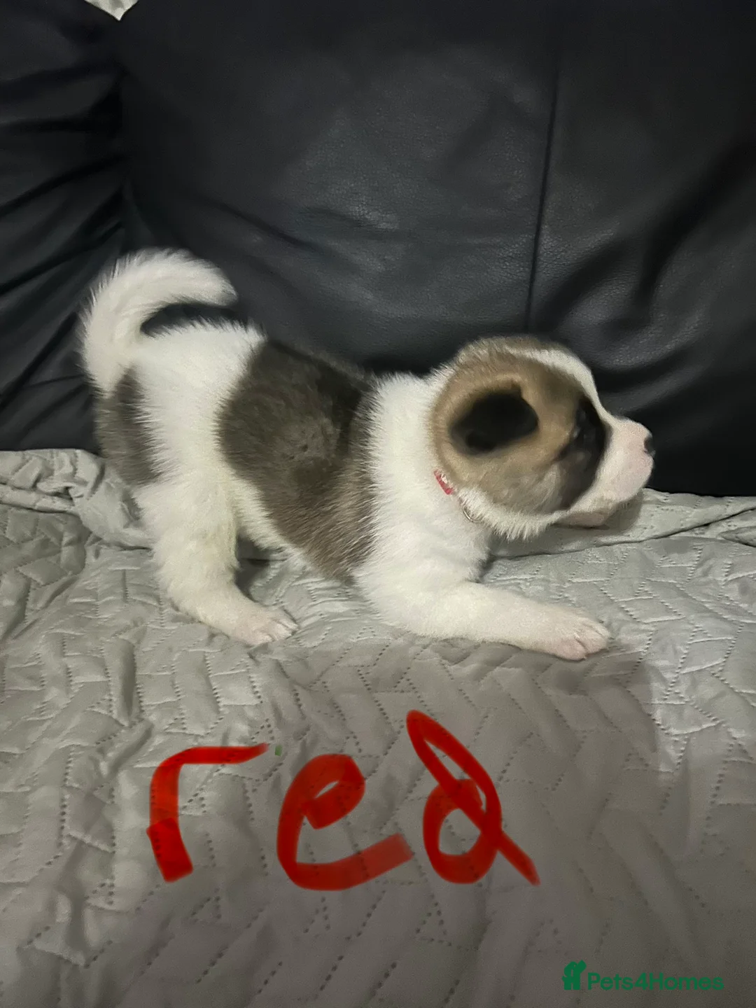 Akita dogs for sale: 7 beautiful Akita pups  - Advert 2