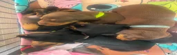 Dachshund dogs for sale: Adorable Dachshund puppies for sale - Advert 3