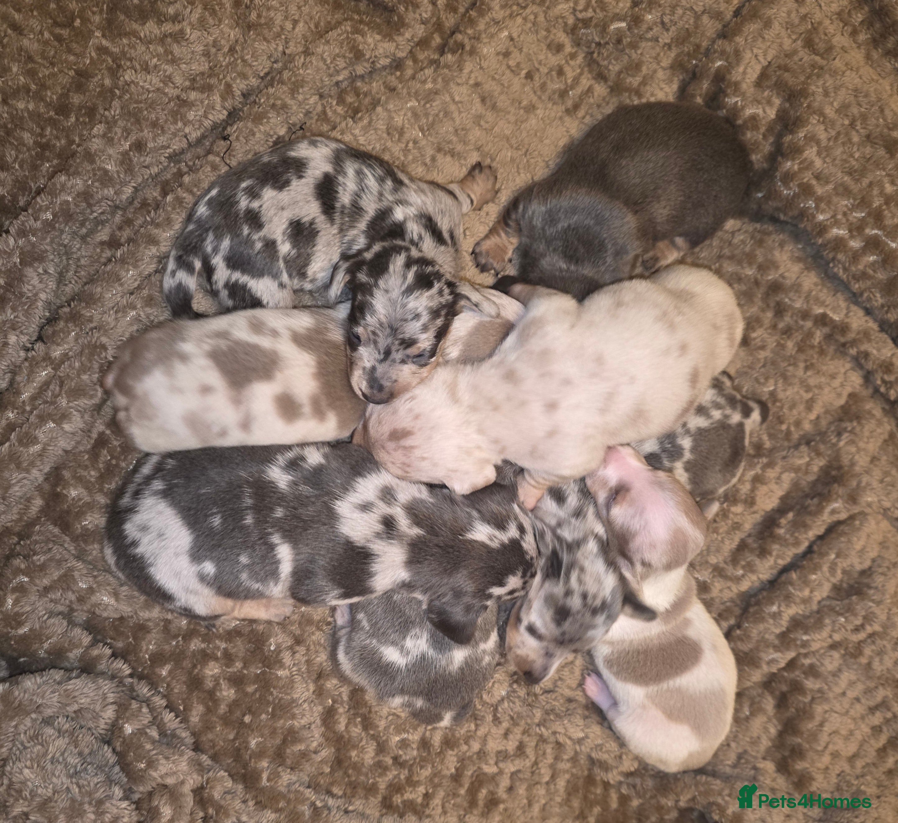 Dachshund dogs Miniature Daschunds - Advert 9