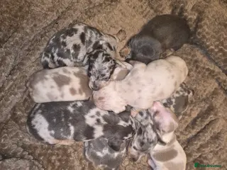 Dachshund dogs Miniature Daschunds - Advert 9