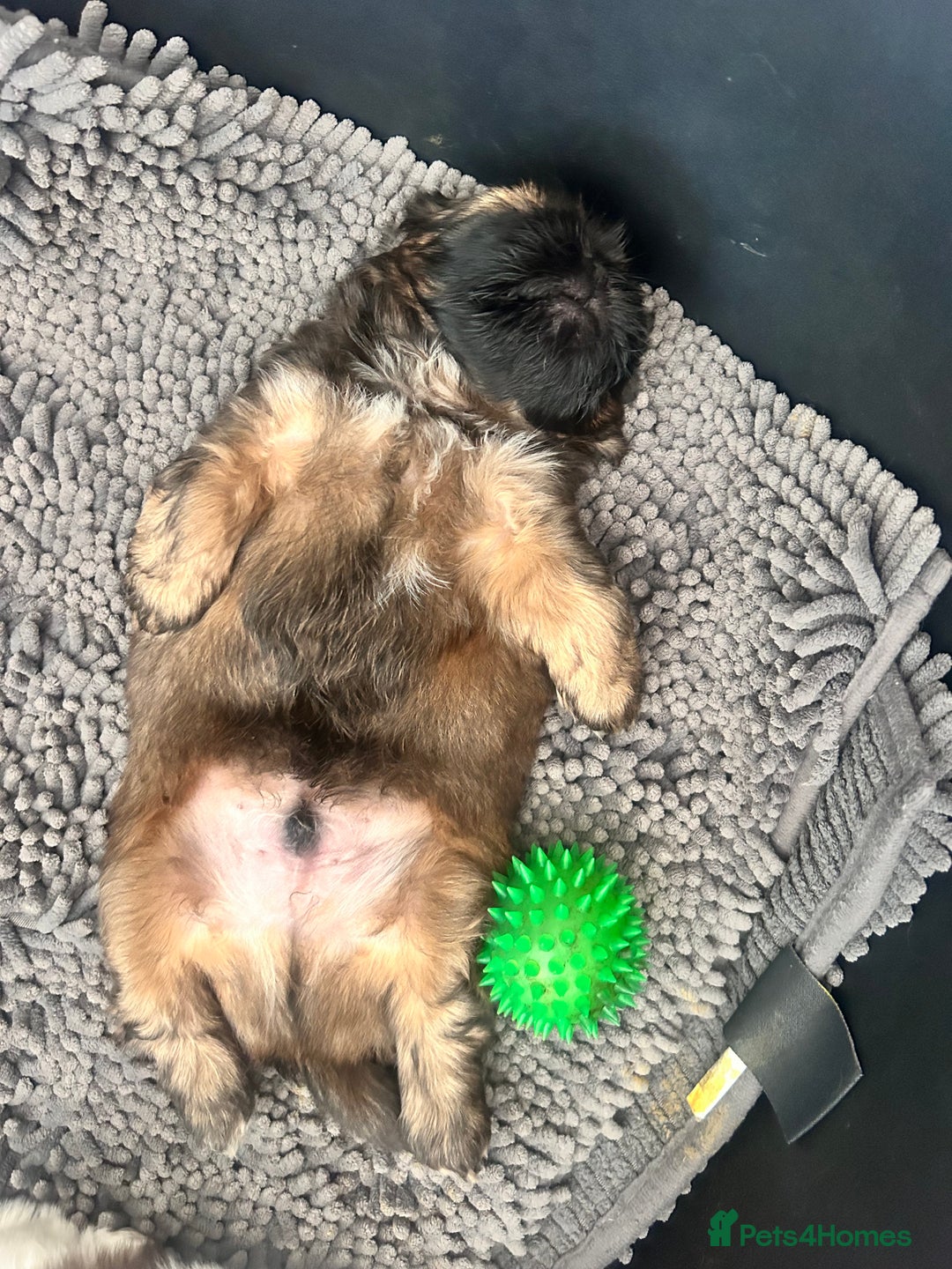 Shih Tzu dogs for sale: ShihTzu  - Image 8