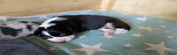 Australian Shepherd dogs for sale: Australian Shepherd puppies - Advert 6