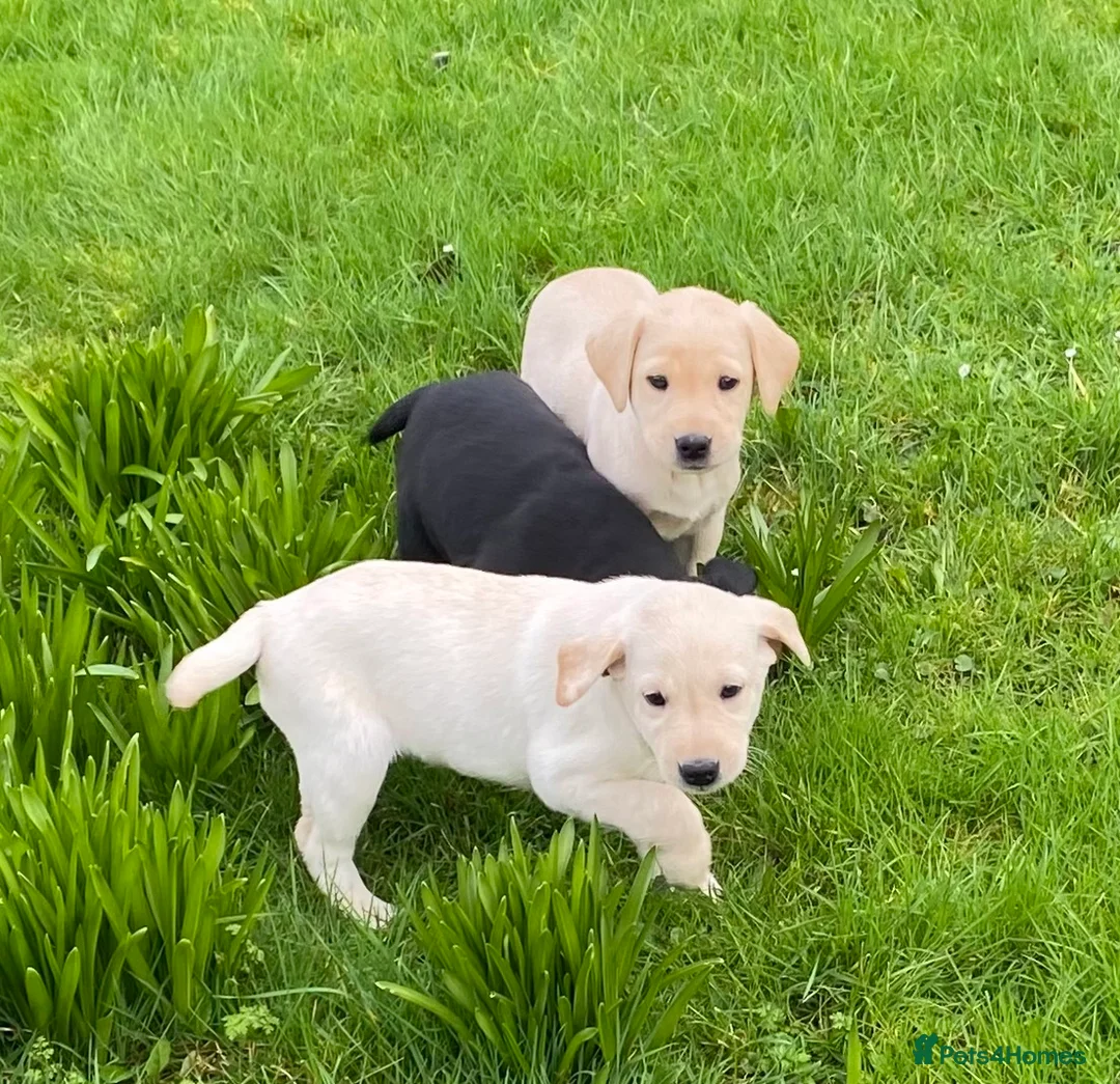 Labrador Retriever dogs for sale: Beautiful Well Bred KC Reg Labrador Puppies - Advert 11
