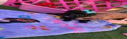 Mixed Breed dogs for sale:  4 Beautiful Jackapoos in Basildon - Advert 5