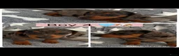 Dachshund dogs for sale: 🐾 Beautiful  Miniature Dachshund Puppies 🐾 - Advert 9