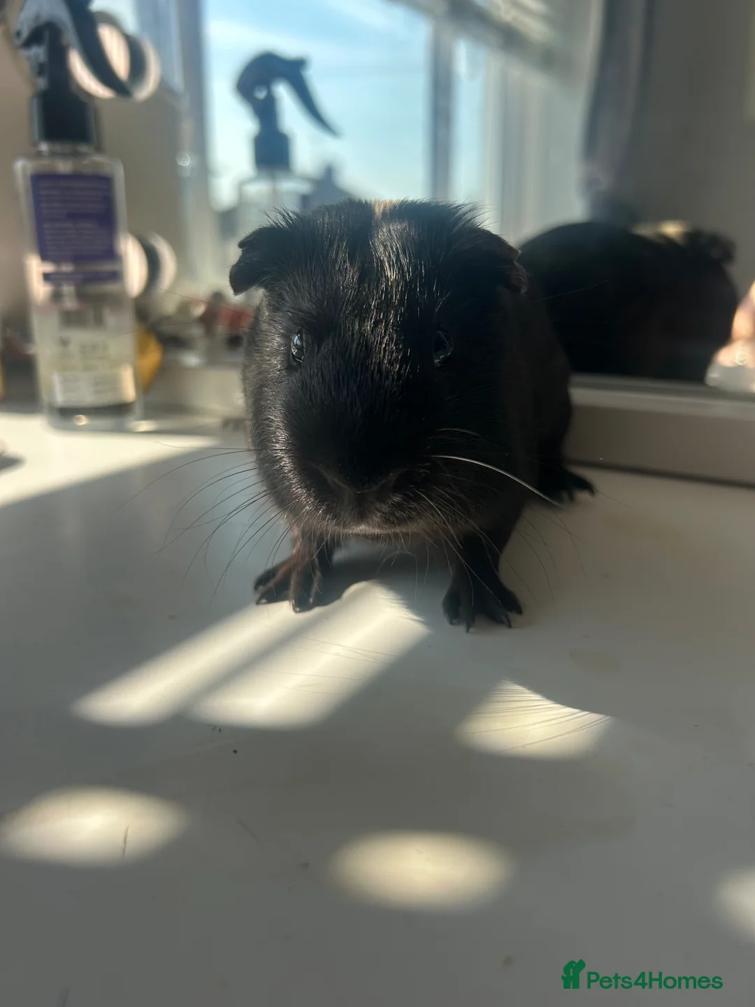 Guinea Pig rodents for sale: 2 male guinea pigs. in Portsmouth - Advert 5