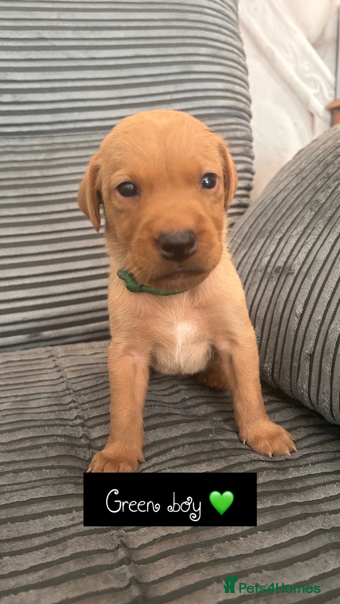 Labrador Retriever dogs Follow your pups journey from birth ❤️ - Advert 2