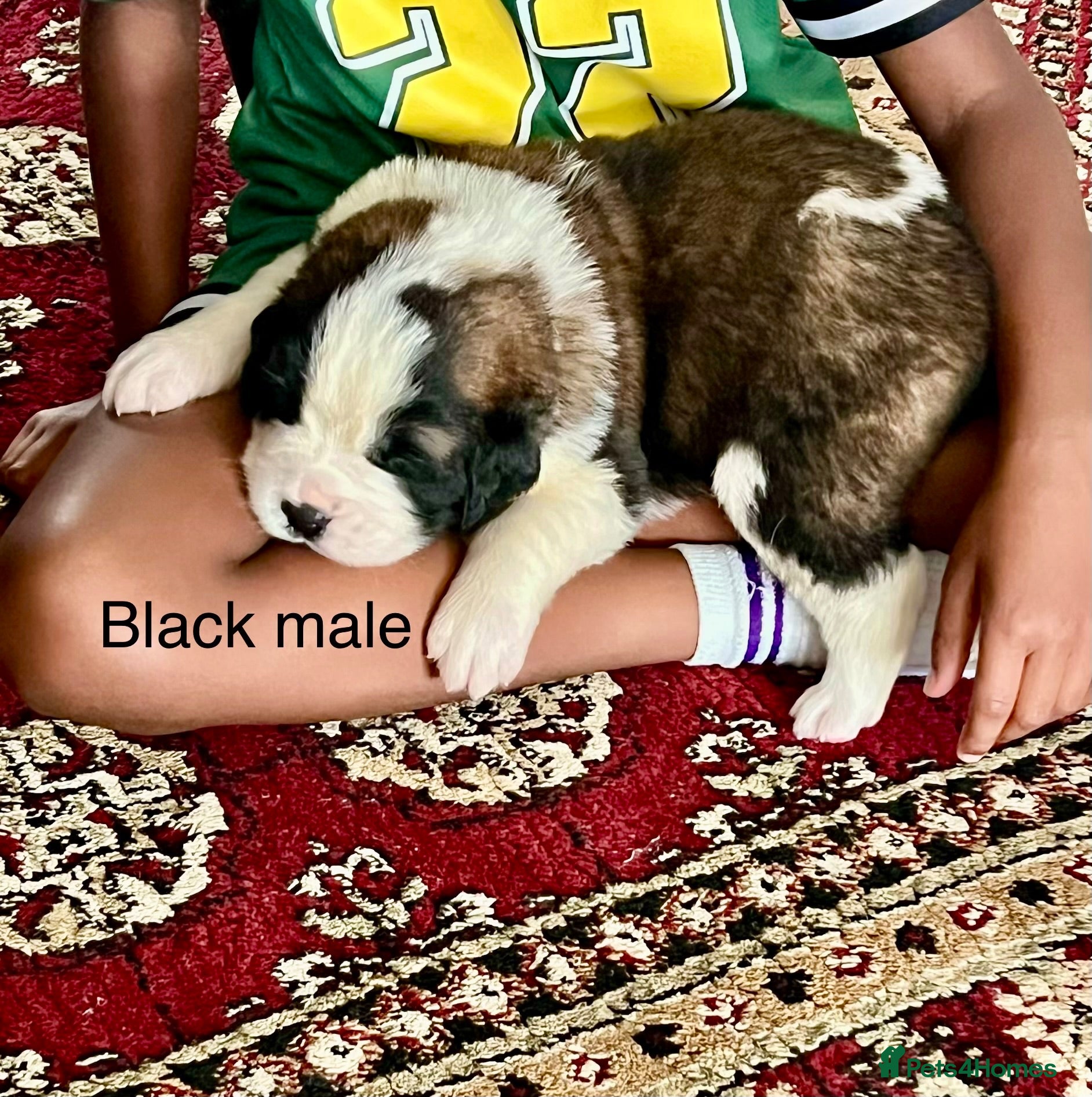 Saint Bernard dogs Beautiful KC registered show quality Puppies.  - Advert 2