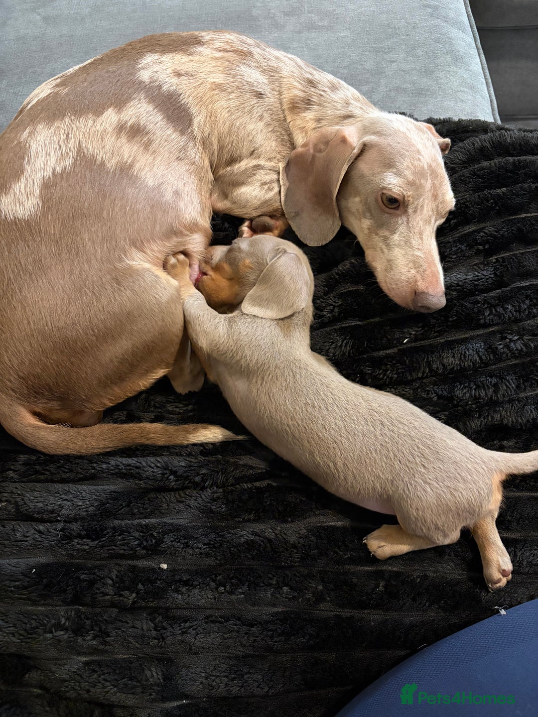 Dachshund dogs for sale: Lilac and tan miniature dachshund  - Advert 2