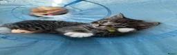 Mixed Breed cats for sale: 8 tabby/black kittens available  - Advert 10