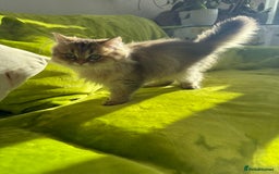 British Longhair cats for sale: Last British Longhair kitten  - Advert 17