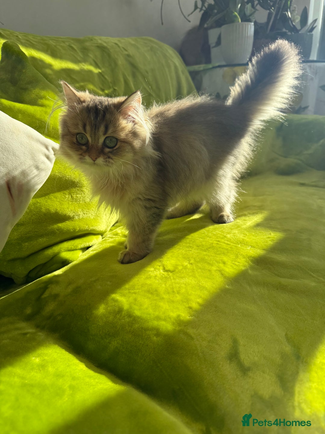 British Longhair cats for sale: Last British Longhair kitten  - Advert 17