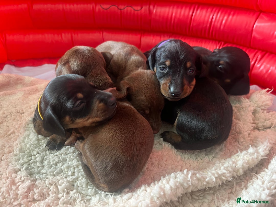 Miniature Dachshund dogs for sale: LAST ONE LEFT Miniature Dachshunds KC Registered in Pershore - Image 1