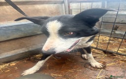 Border Collie dogs for sale: Beautiful working border collie pups - Image 4