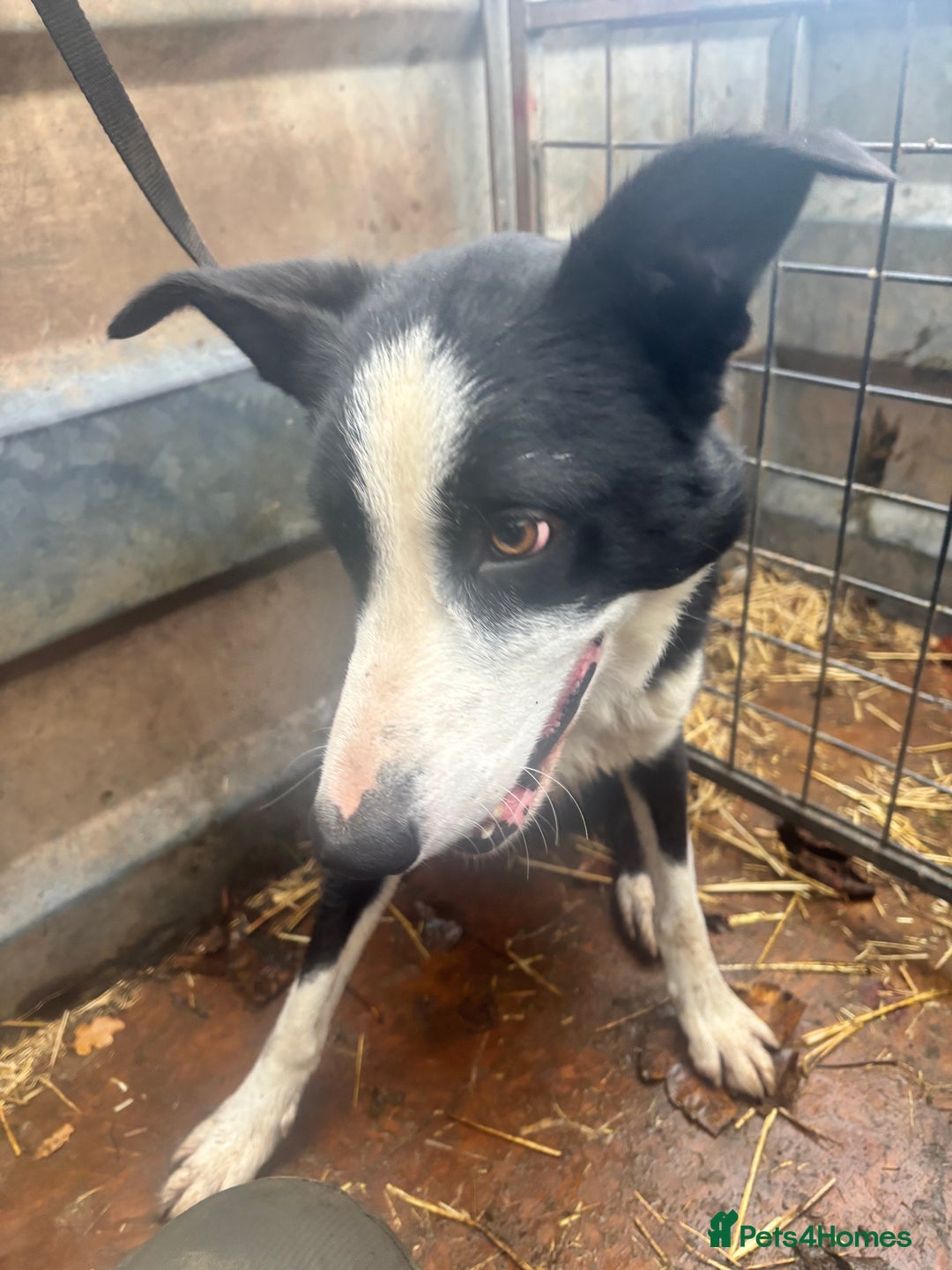 Border Collie dogs for sale: Beautiful working border collie pups - Image 4
