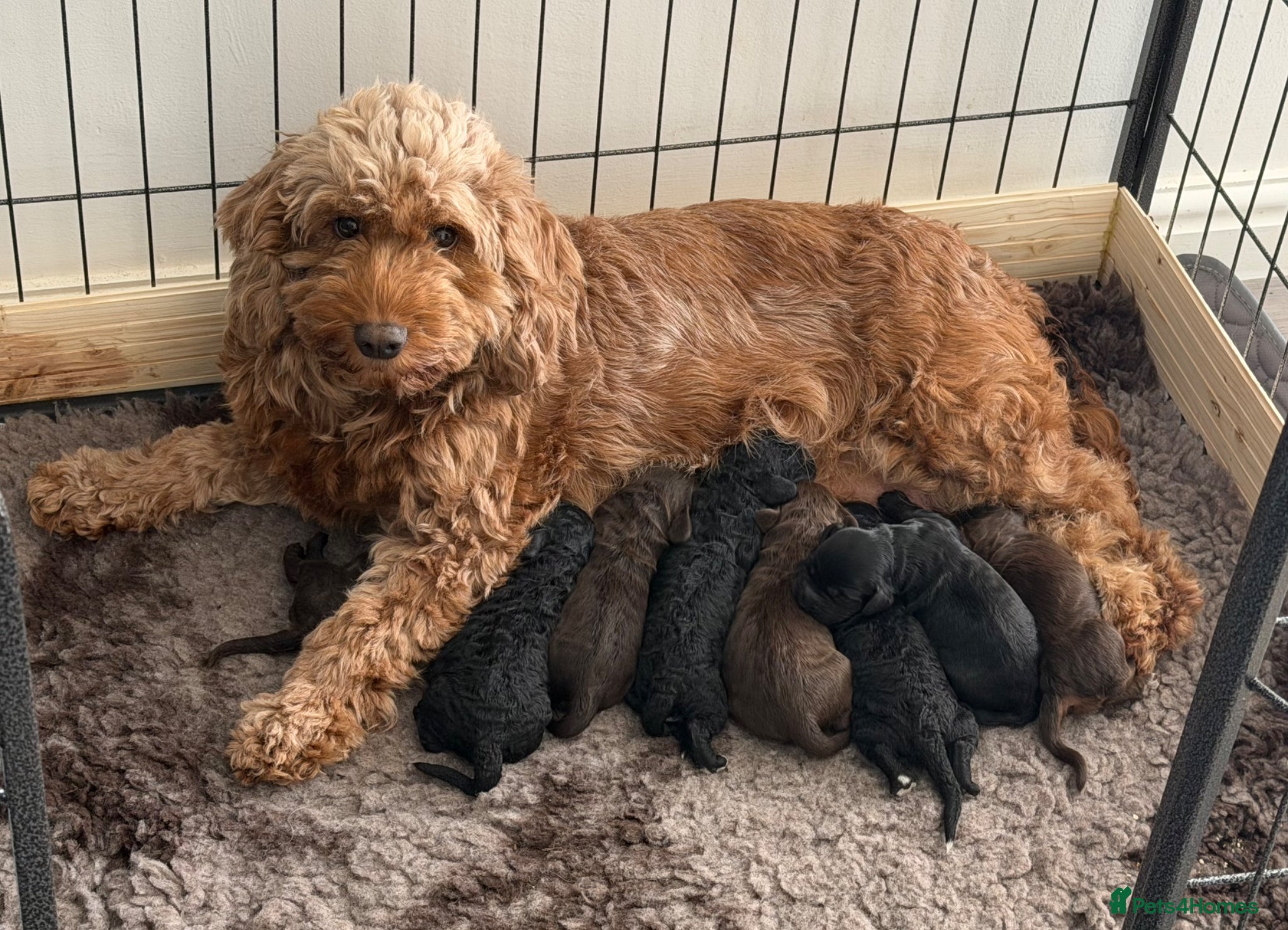 Cockapoo dogs F2 Miniature Cockapoos - Advert 8