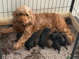 Cockapoo dogs F2 Miniature Cockapoos - Advert 15