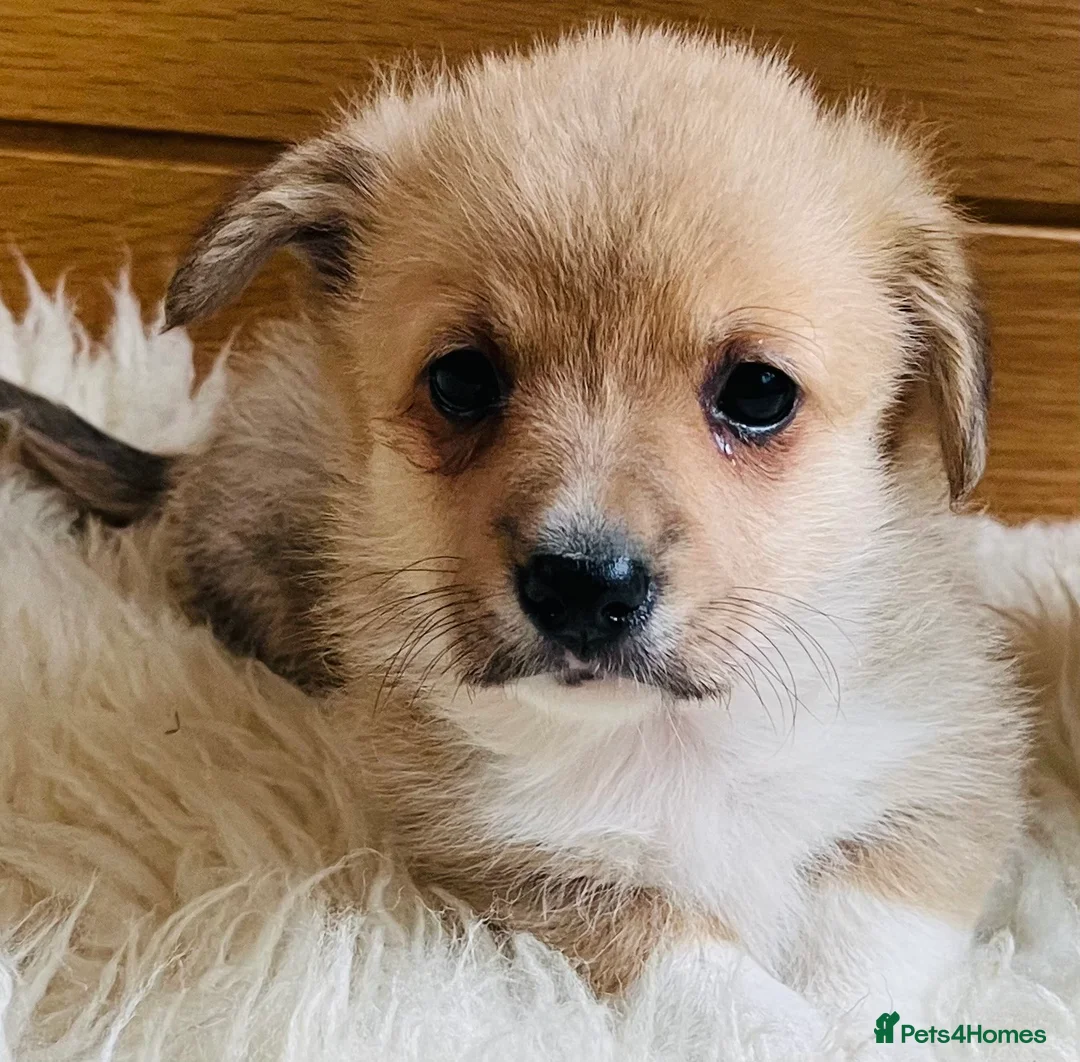 Welsh Corgi Pembroke dogs for sale: KC reg Welsh Corgi Pembroke puppies - Advert 19