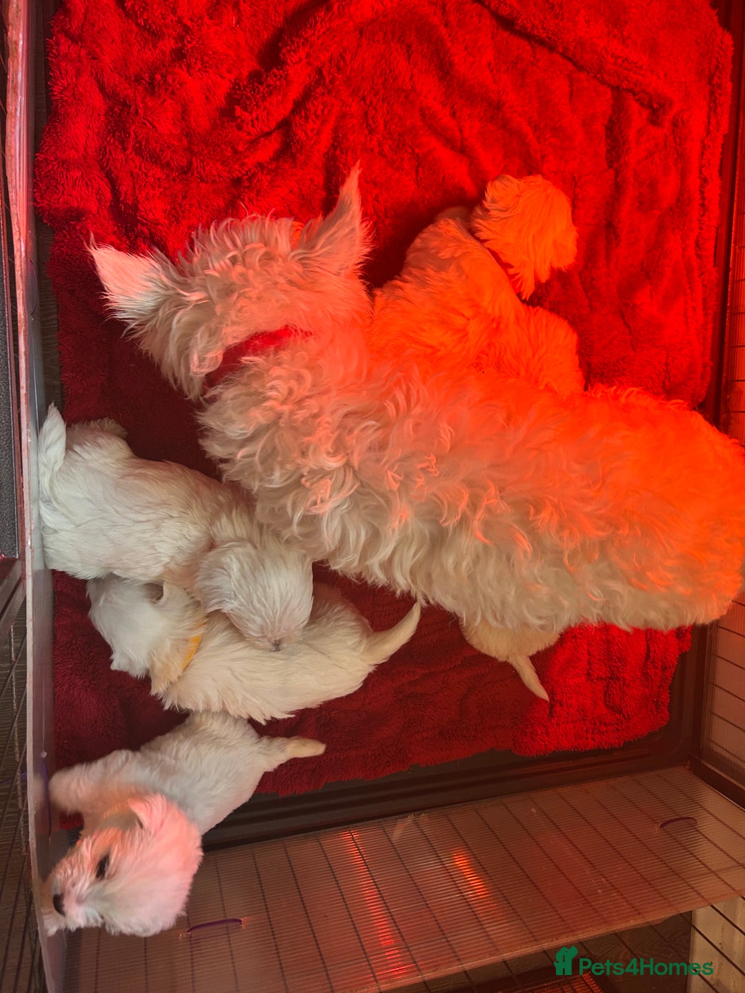 West Highland Terrier dogs for sale: West highland puppies - Advert 29