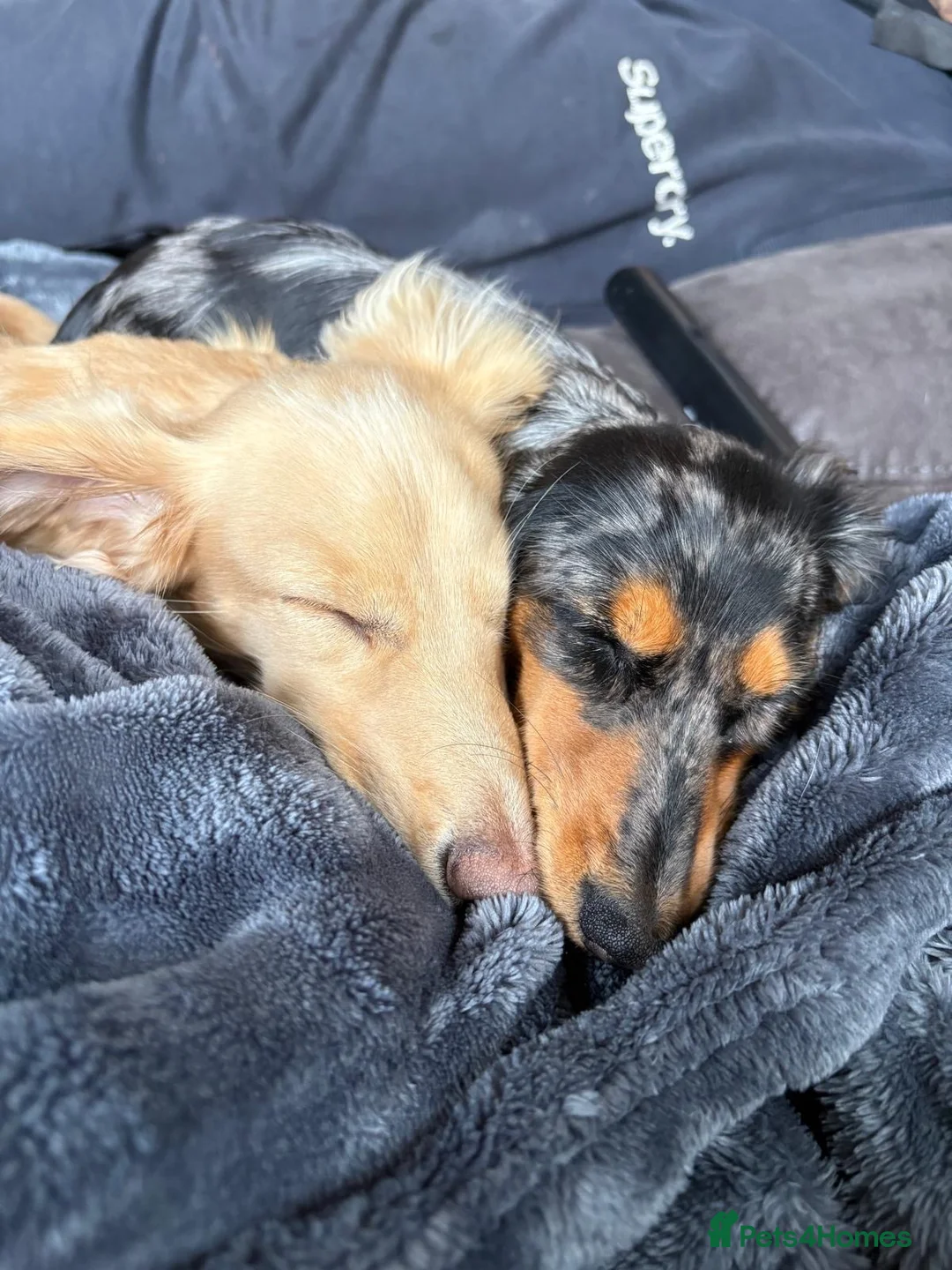 Miniature Dachshund dogs for sale: Cream miniature dachshund long haired  - Advert 3
