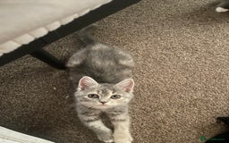 Persian cats for sale: 3 beautiful Persians for sale in Cheltenham - Image 10