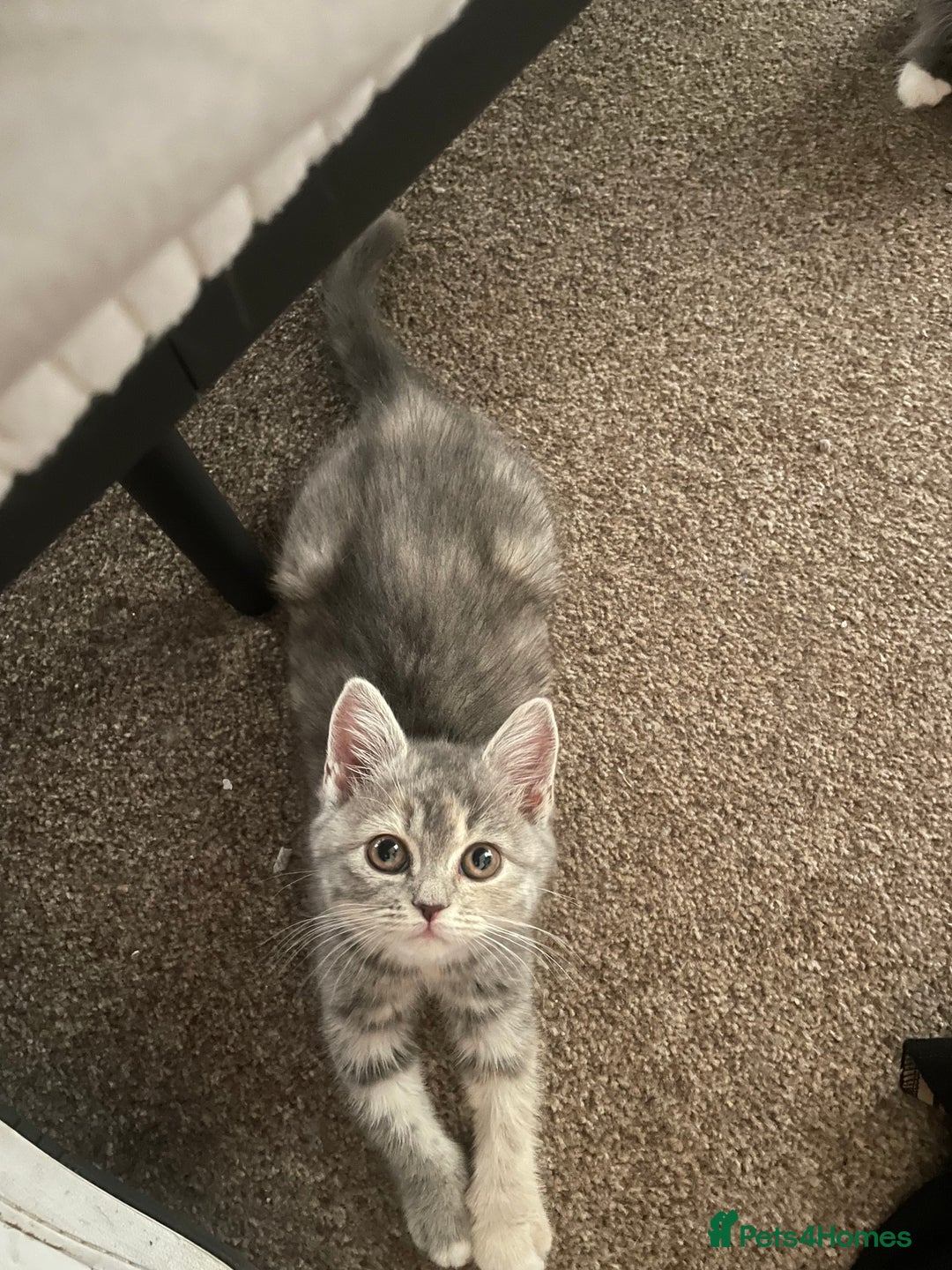 Persian cats for sale: 3 beautiful Persians for sale in Cheltenham - Image 10
