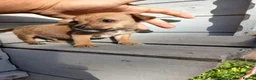 Border Terrier dogs for sale: 2 border terrier puppies for sale  - Advert 6
