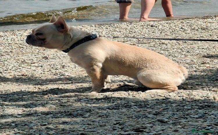 French Bulldog dogs - Advert 2