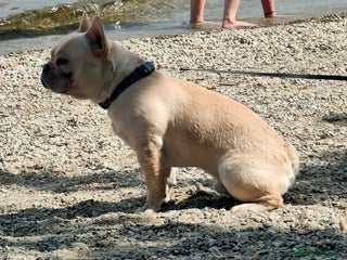 French Bulldog dogs Frenchie for stud - Advert 8