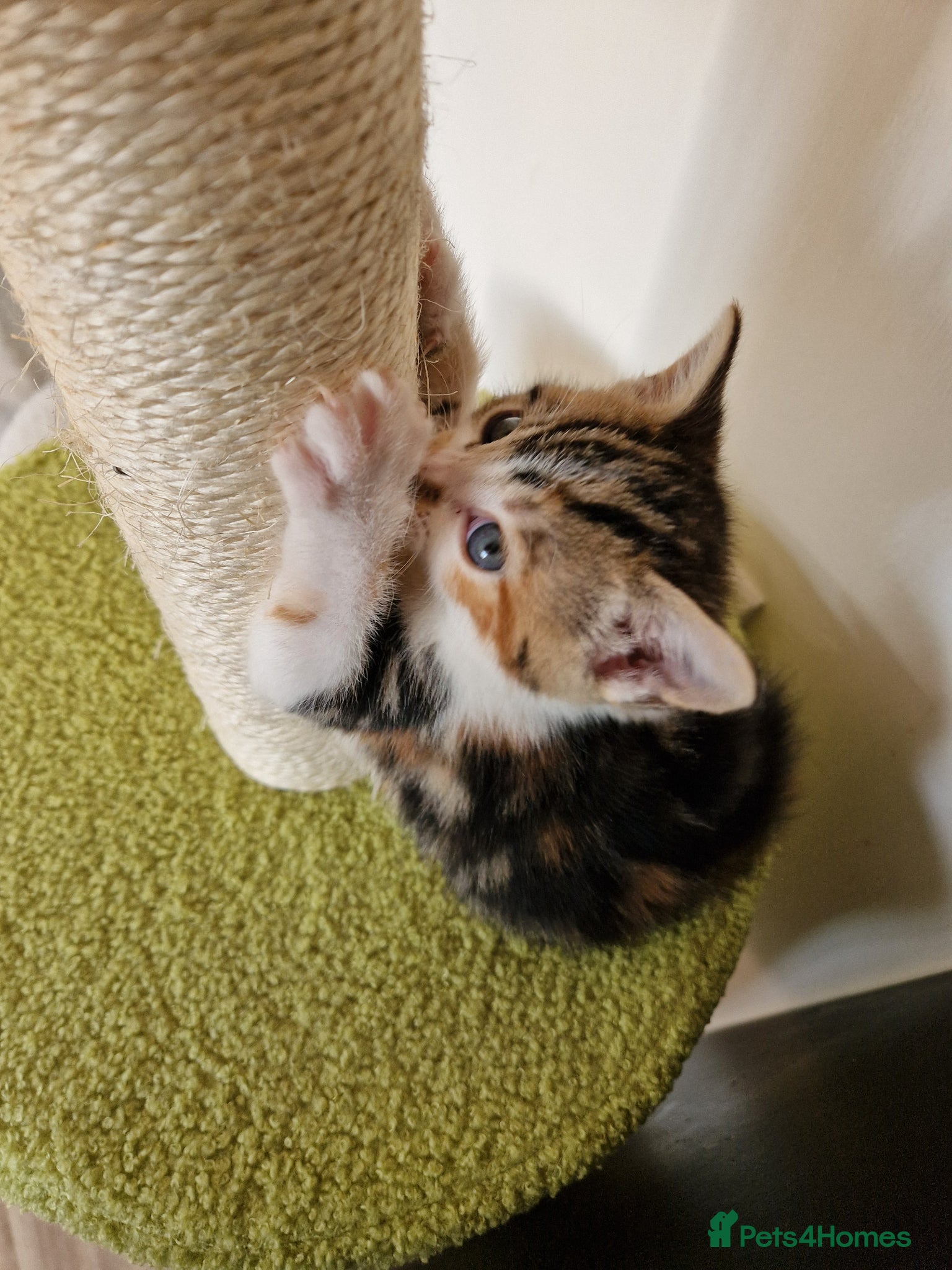 British Shorthair cats 🐾 British Shorthair Kittens – Ready April 🐾 - Advert 1