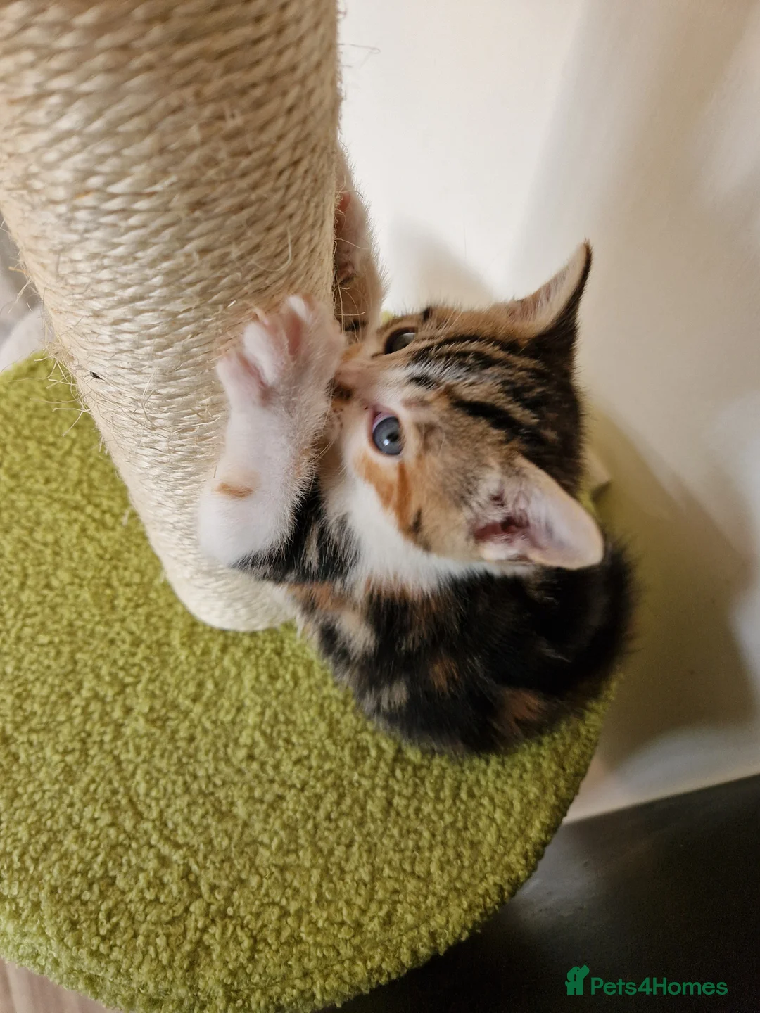 British Shorthair cats for sale: 🐾 British Shorthair Kittens – Ready April 🐾 - Advert 1