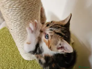 British Shorthair cats 🐾 British Shorthair Kittens – Ready April 🐾 - Advert 1