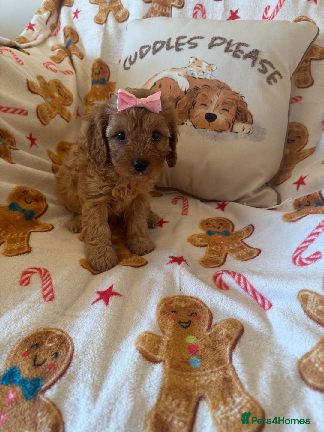 Cavapoo dogs for sale: Stunning cavapoos - Advert 3
